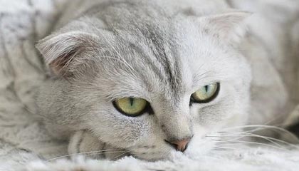 百家乐平台官网-九游入口：开启极致游戏之旅的门户